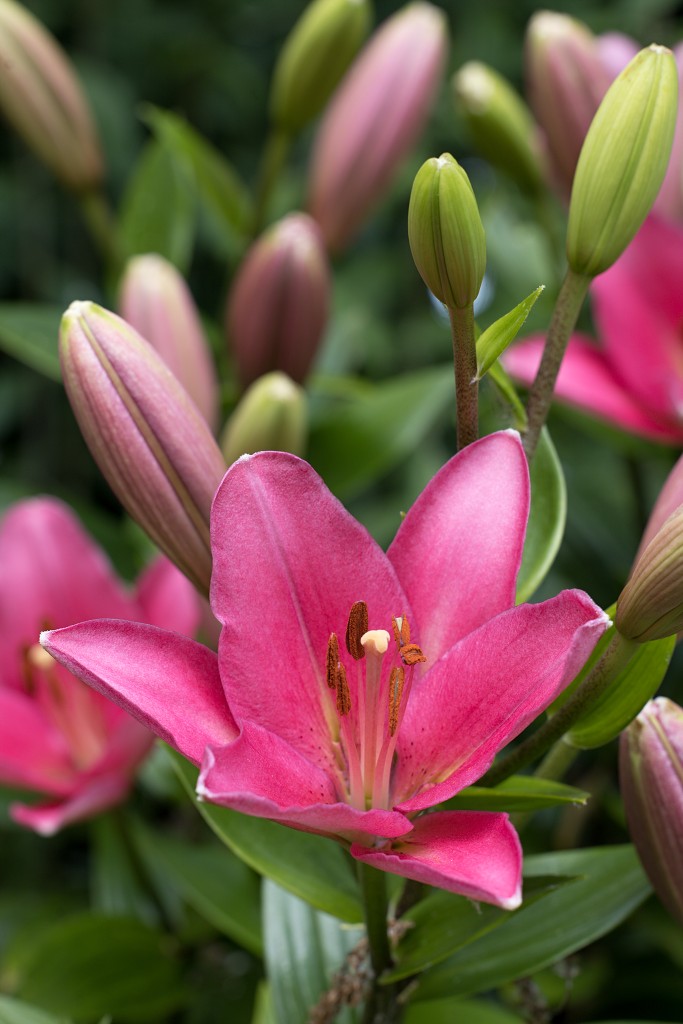 bloemen bloem hdr natuur flora roos rozen tulp tulpen orchidee orchideeen zonnebloem geranium cannabis marihuana wiet hennep sativa indica